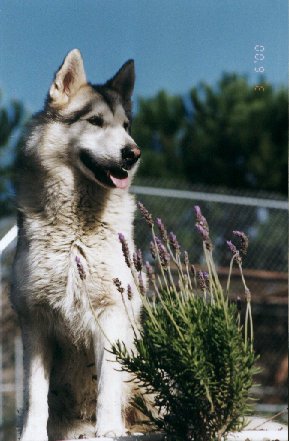 Tayah's is our 16 year old malamute cross.  He runs free on the ranch and takes care of the cats, chickens, ducks, geese, and humans.  He is our fabulous guardian.
