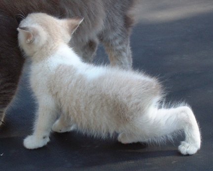 Manx Siamese Mix