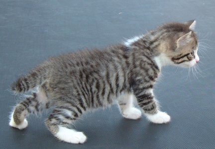 Tabby Manx