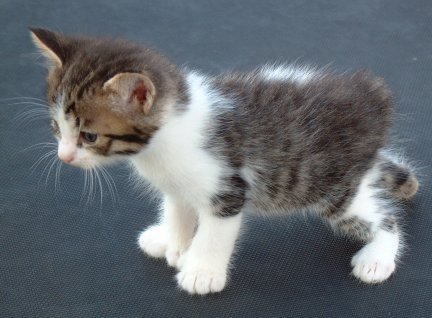 manx kittens for sale