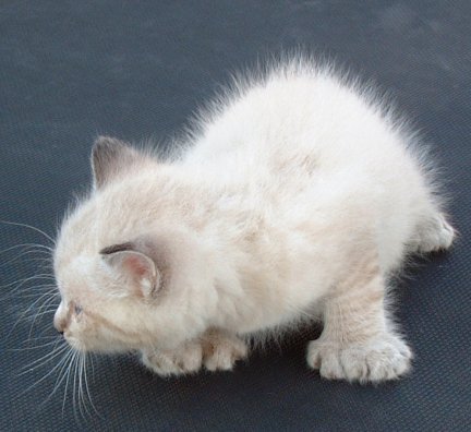 How do you locate breeders of Hemingway cats?