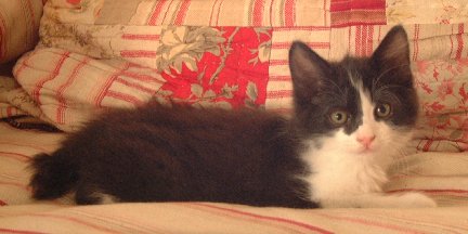 Black & White Male Manx