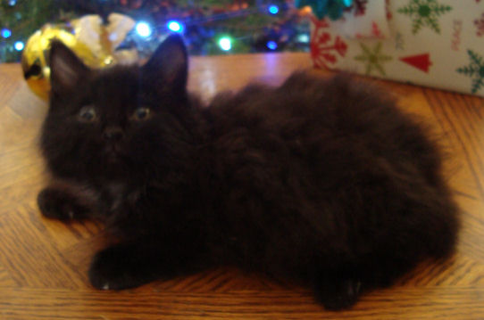 Normal toed, black, fluffy, male, mini bobtail manx kitten