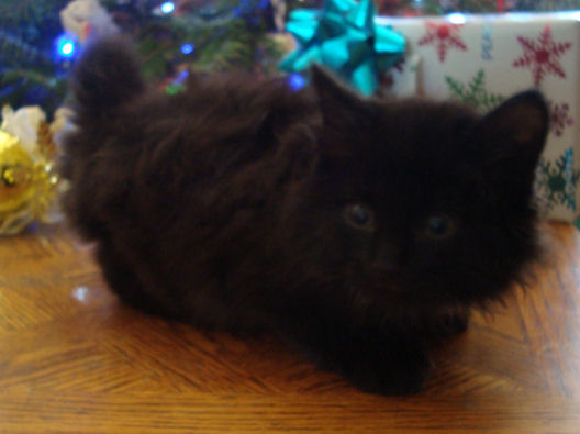Normal toed, black, fluffy, male, mini bobtail manx kitten