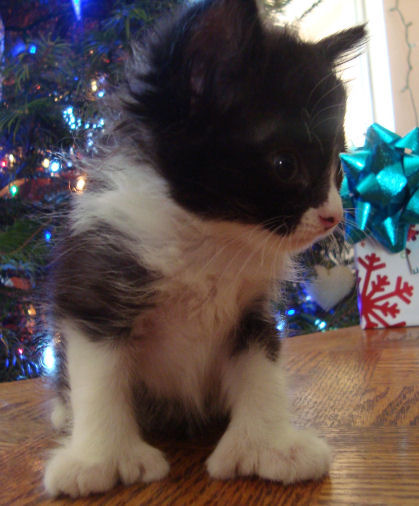 20 toed polydactyl, black/white, manx male kitten