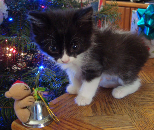 20 toed polydactyl, black/white, manx male kitten