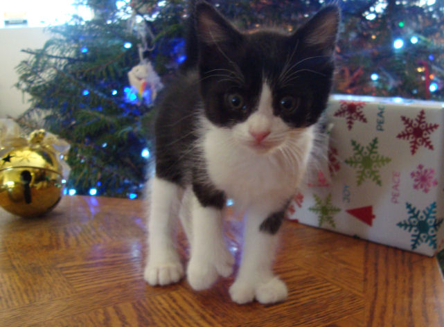 22 toed polydactyl, black/white, normal tailed, female kitten