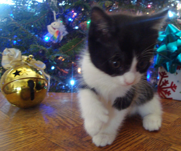 22 toed polydactyl, black/white, normal tailed, female kitten