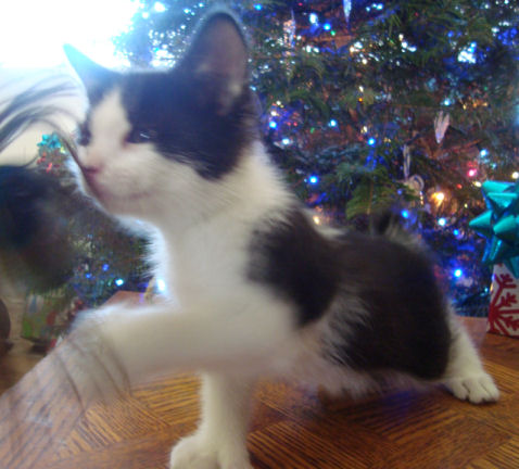 22 toed polydactyl, black/white, manx mini-bobtail, male kitten