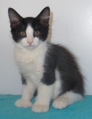 Furry Tuxedo 22 toed Male Polydactyl Kitten