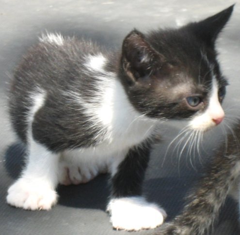 Black/white polydactyl male