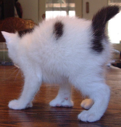 Black/white Poly Bob Tail Male Manx