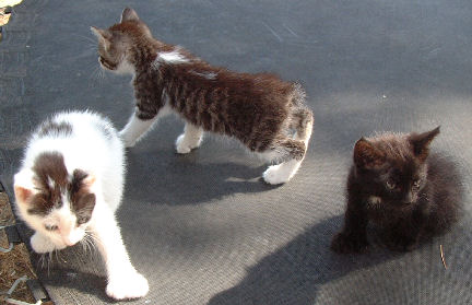 3 Poly Manx & Poly Bob tailed kittens