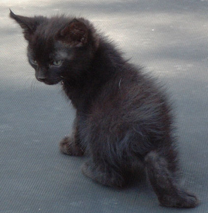 Black Poly Manx Male