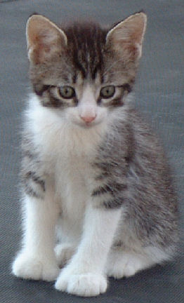 Tabby Poly Manx Female