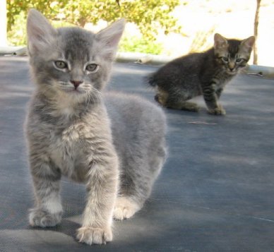 Gray Male Manx Kitten - SOLD