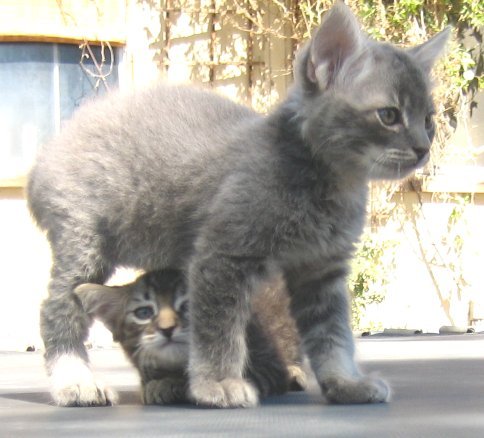 Gray Male Manx Kitten
