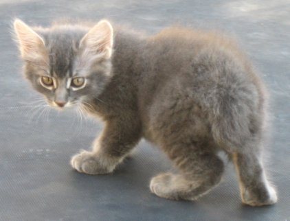Gray Male Manx Kitten
