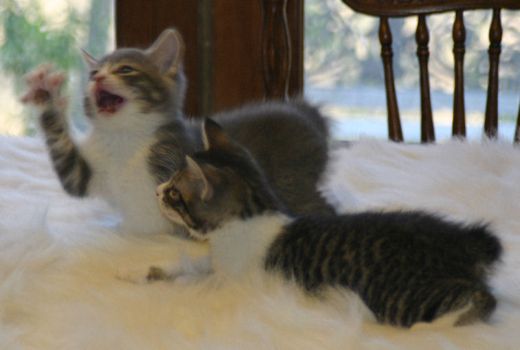 Gray White Manx Male ~ SOLD with his Tabby/White Female Bobtail Sister who is SOLD