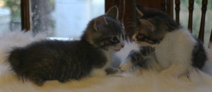 Gray White Manx Male and his sold Tabby/White Manx Sister