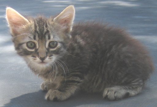 Tabby Manx Female Cotton Tail