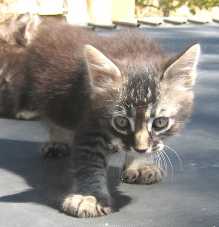 Tabby Manx Female