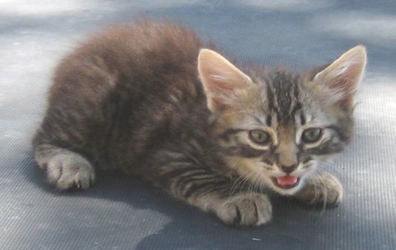 Tabby Manx Female