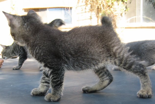 Tabby Manx Male