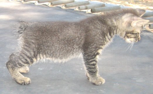 Tabby Manx Male