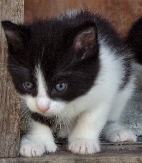 Alpha Poly Male Kitten