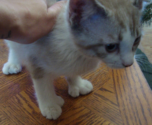 22 toed polydactyl, siamese, manx bobtail, male kitten