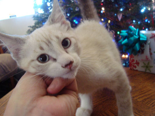 Normal tailed and toed, siamese, female kitten