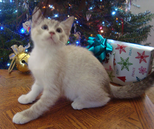 Normal tailed and toed, siamese, female kitten