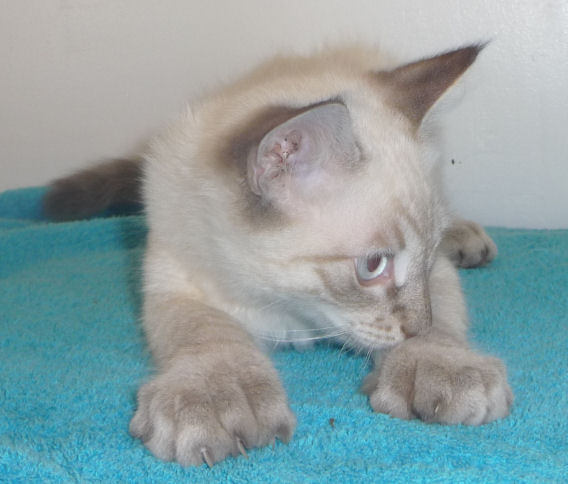 20 toed siamese male