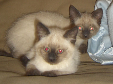 Siamese male kitten.  Kitten on left is SOLD.