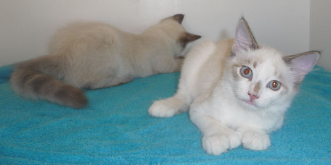 Siamese Female 20 toed female Kitten