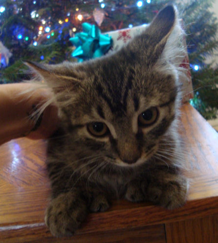 22 toed polydactyl, brown tabby, normal tailed, female kitten