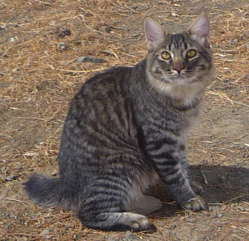 Brown tabby bobtailed manx female