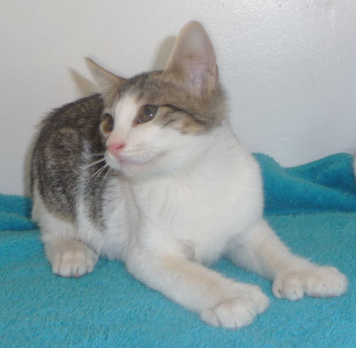 Brown tabby and white polydactyl normal tailed female - six toes on both front paws, 5 toes on her right rear paw, and 4 toes on her left rear paw