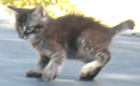 Tabby 1/3rd Tail Manx Male