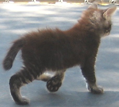 Tabby Manx Male Twisted Tail