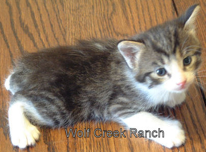 Tabby & White Poly Manx