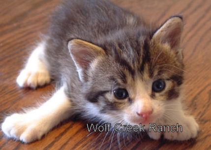 Tabby & White Poly Manx Female