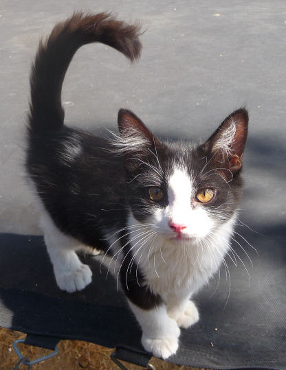 Furry Tuxedo 22 toed Male Polydactyl Kitten