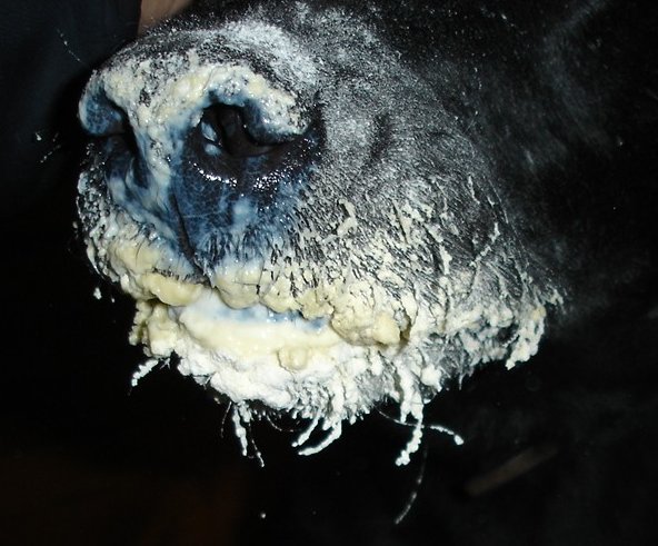 Guilty Canine Colostrum Muzzle