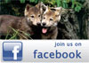 Visit Wolf Creek Ranch on Facebook