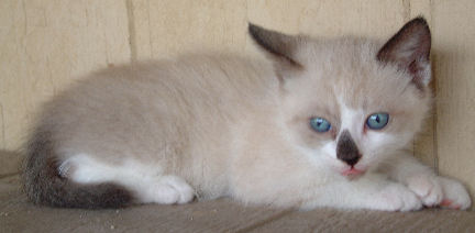 Male Siamese Poly Manx Kitten